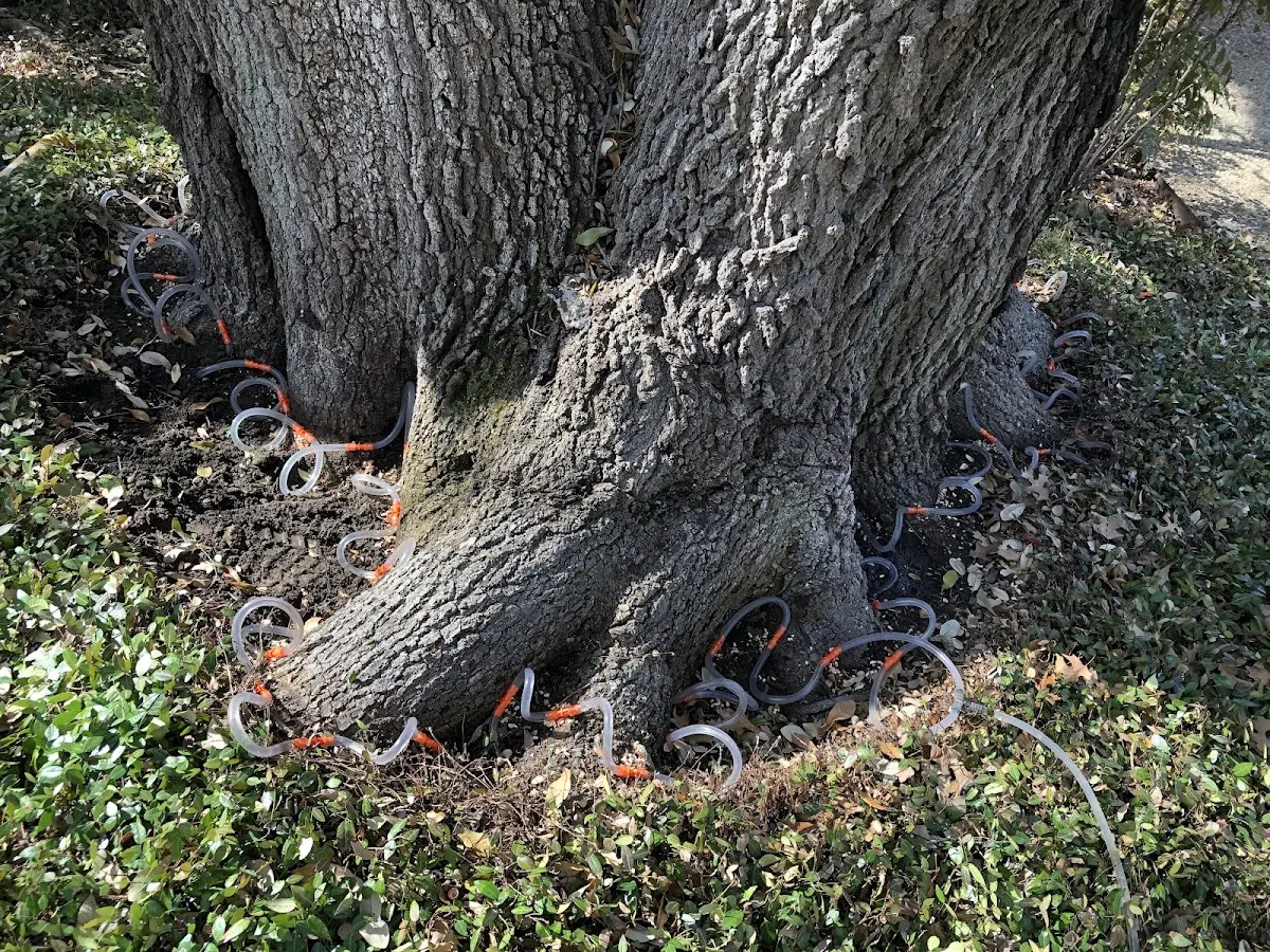 Detailed Tree Cabling and Bracing job site in Valier