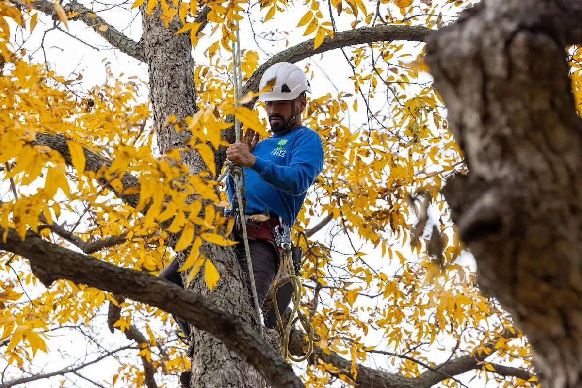 Skilled Tree Trimming crew working in Valier